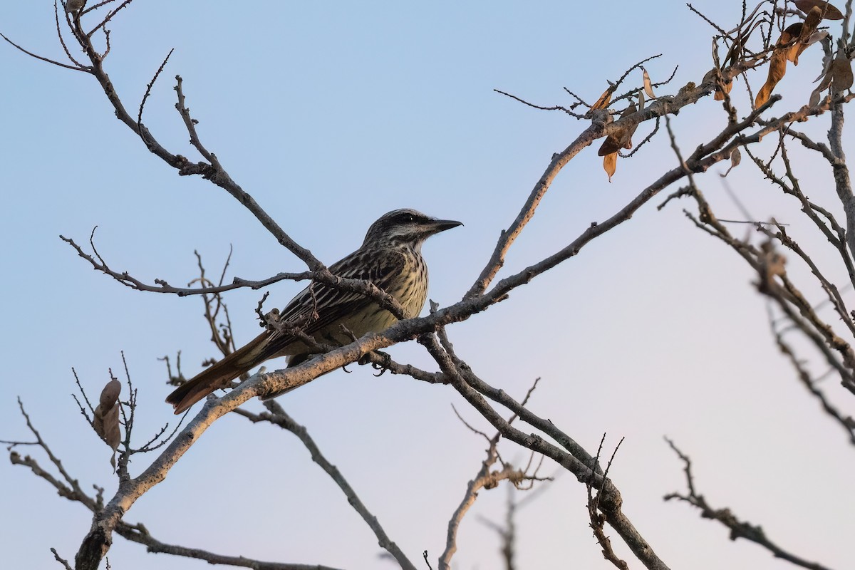 Sulphur-bellied Flycatcher - ML573174951