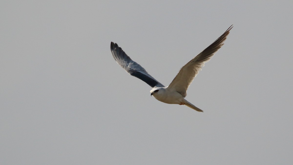 White-tailed Kite - ML573175111