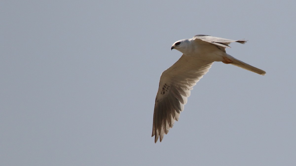 White-tailed Kite - ML573175441