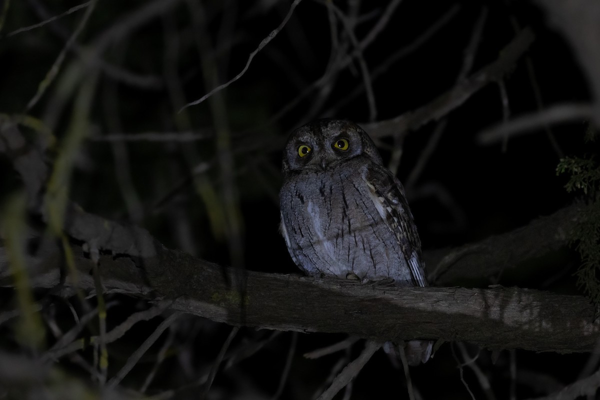 Arabian Scops-Owl - ML573175791