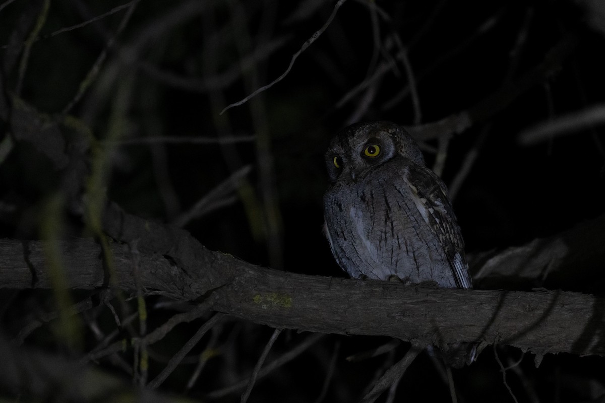 Arabian Scops-Owl - ML573175801