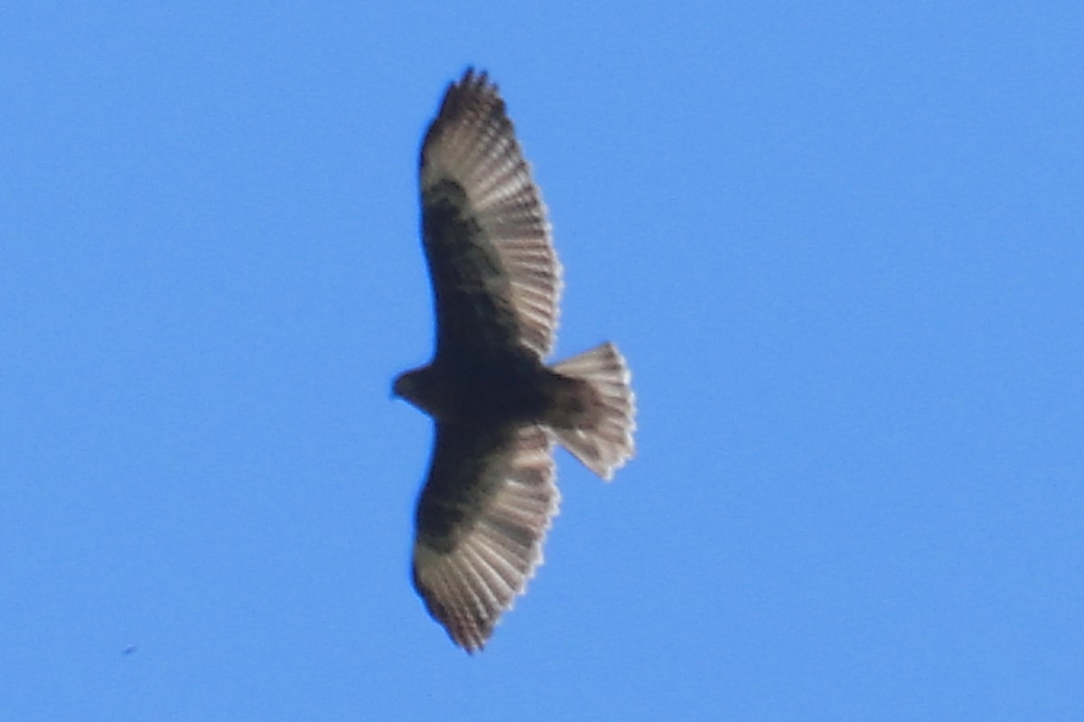 Variable Hawk - Paúl Gonzáles Arce