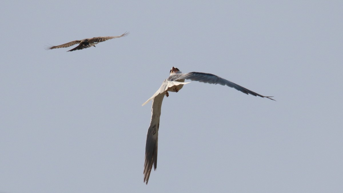 White-tailed Kite - ML573175941