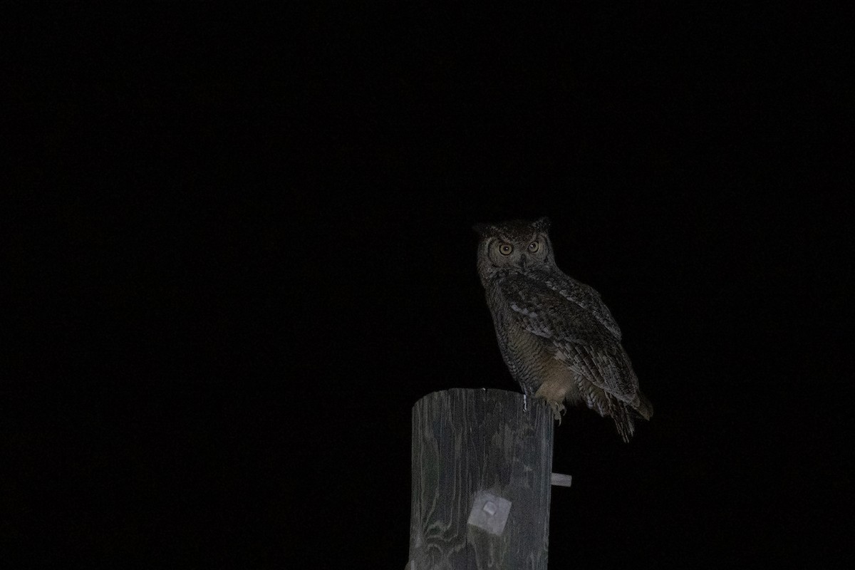 Arabian Eagle-Owl - ML573175981