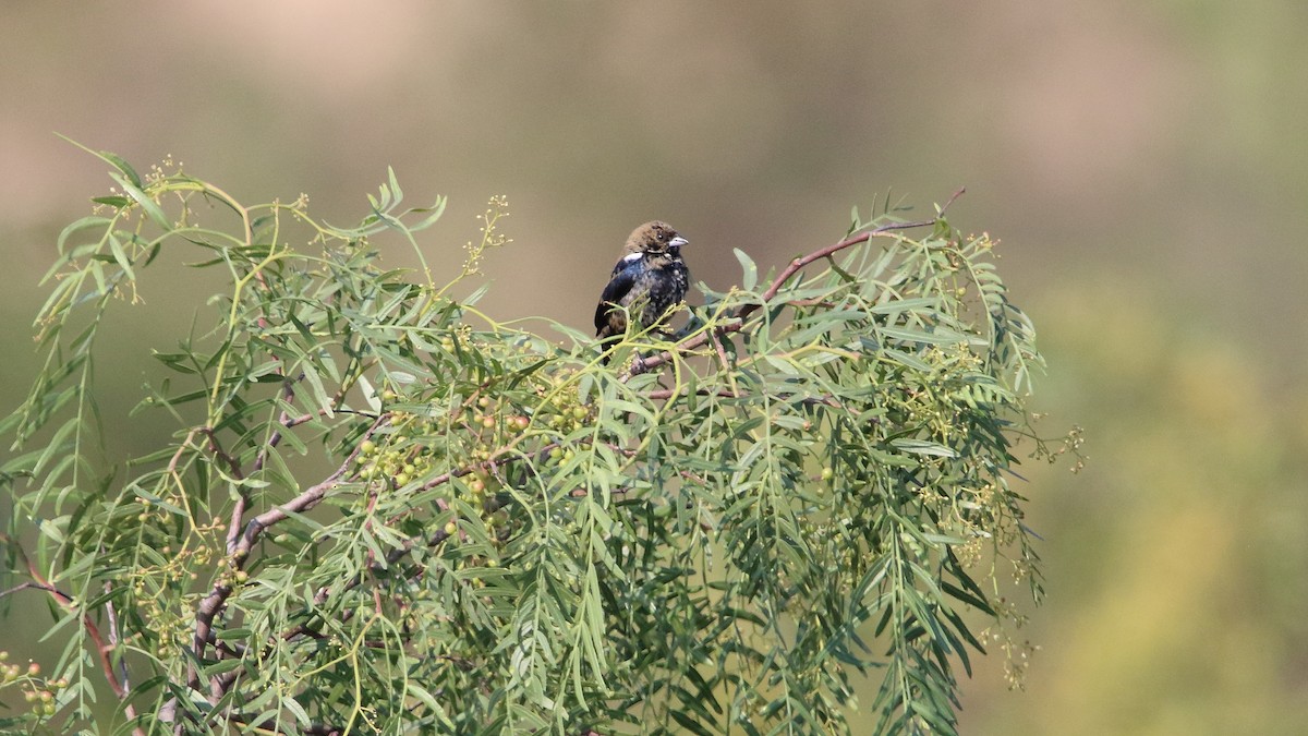 Blue-black Grassquit - ML573176321