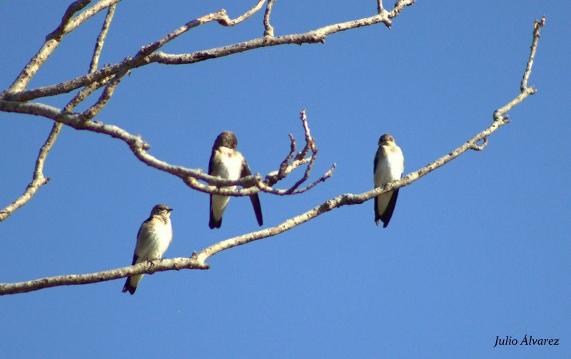 Northern Rough-winged Swallow - ML57317801