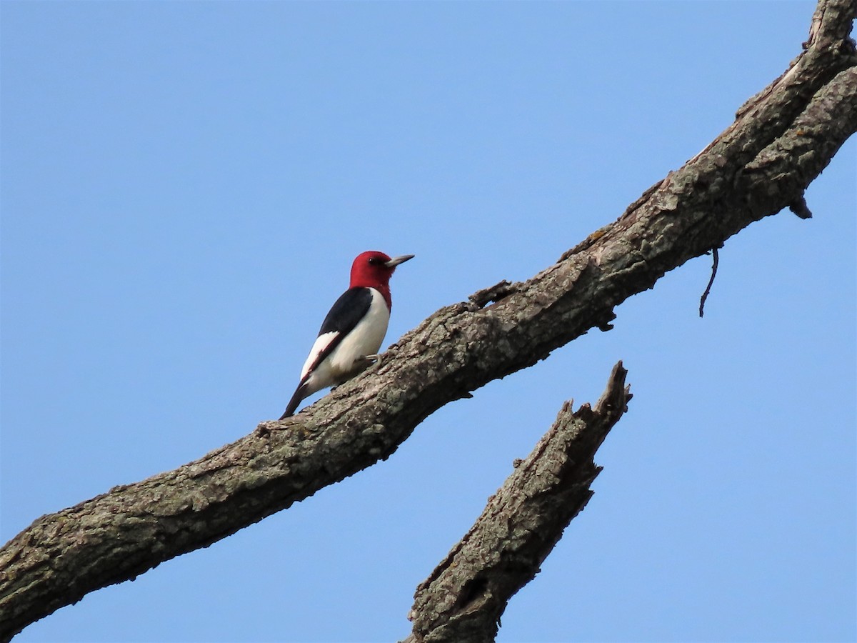Red-headed Woodpecker - ML573178011