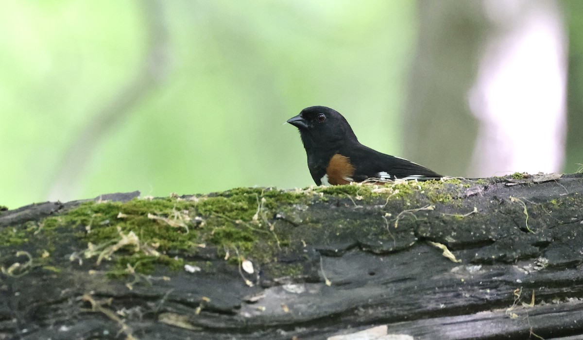 Eastern Towhee - ML573178021