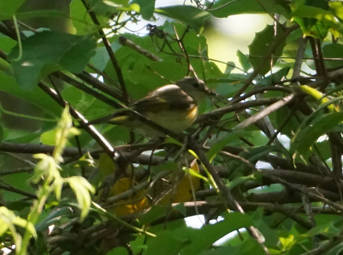 American Redstart - ML573178981