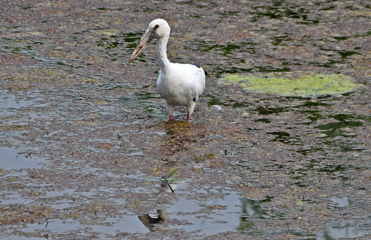 Asian Openbill - ML573179271