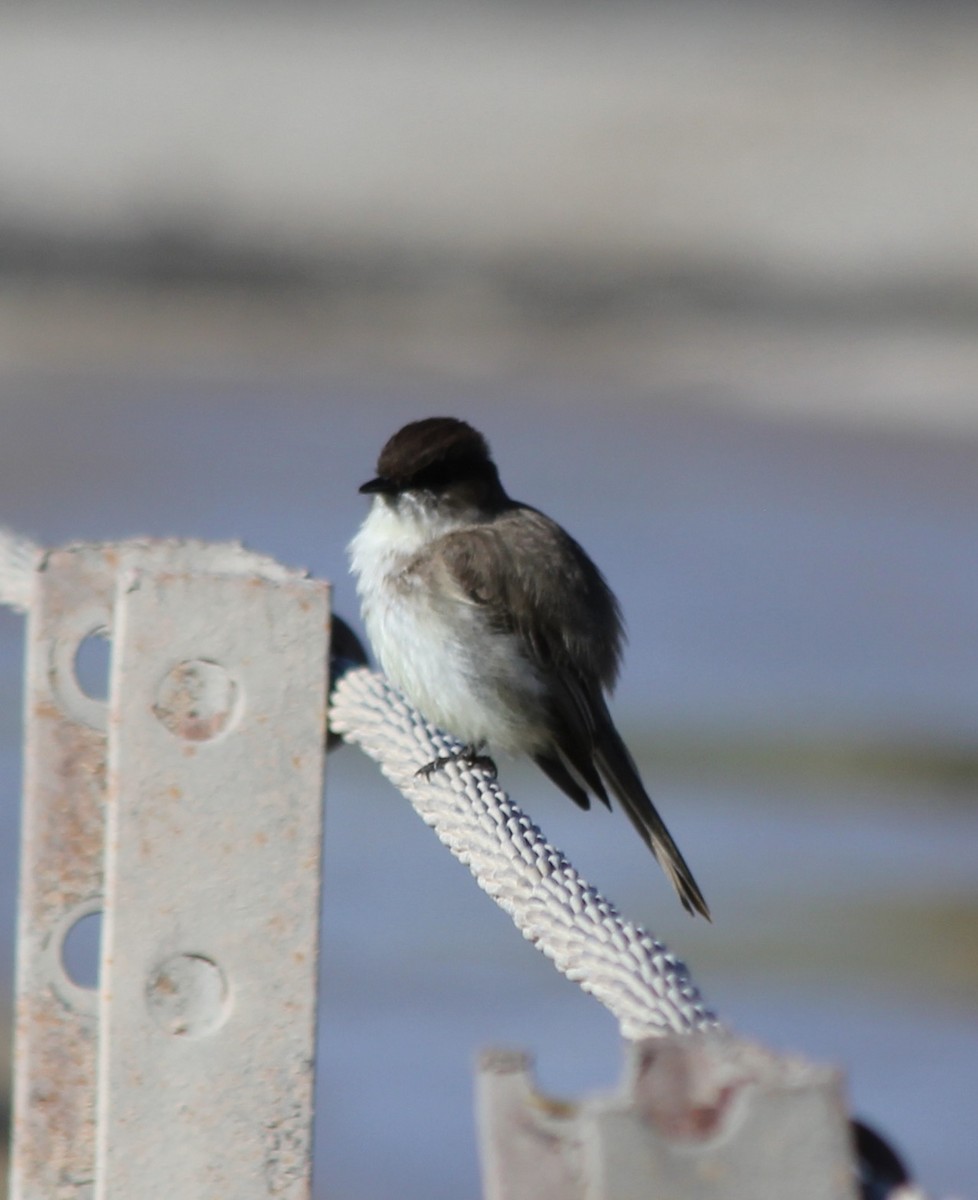 Eastern Phoebe - ML573180571