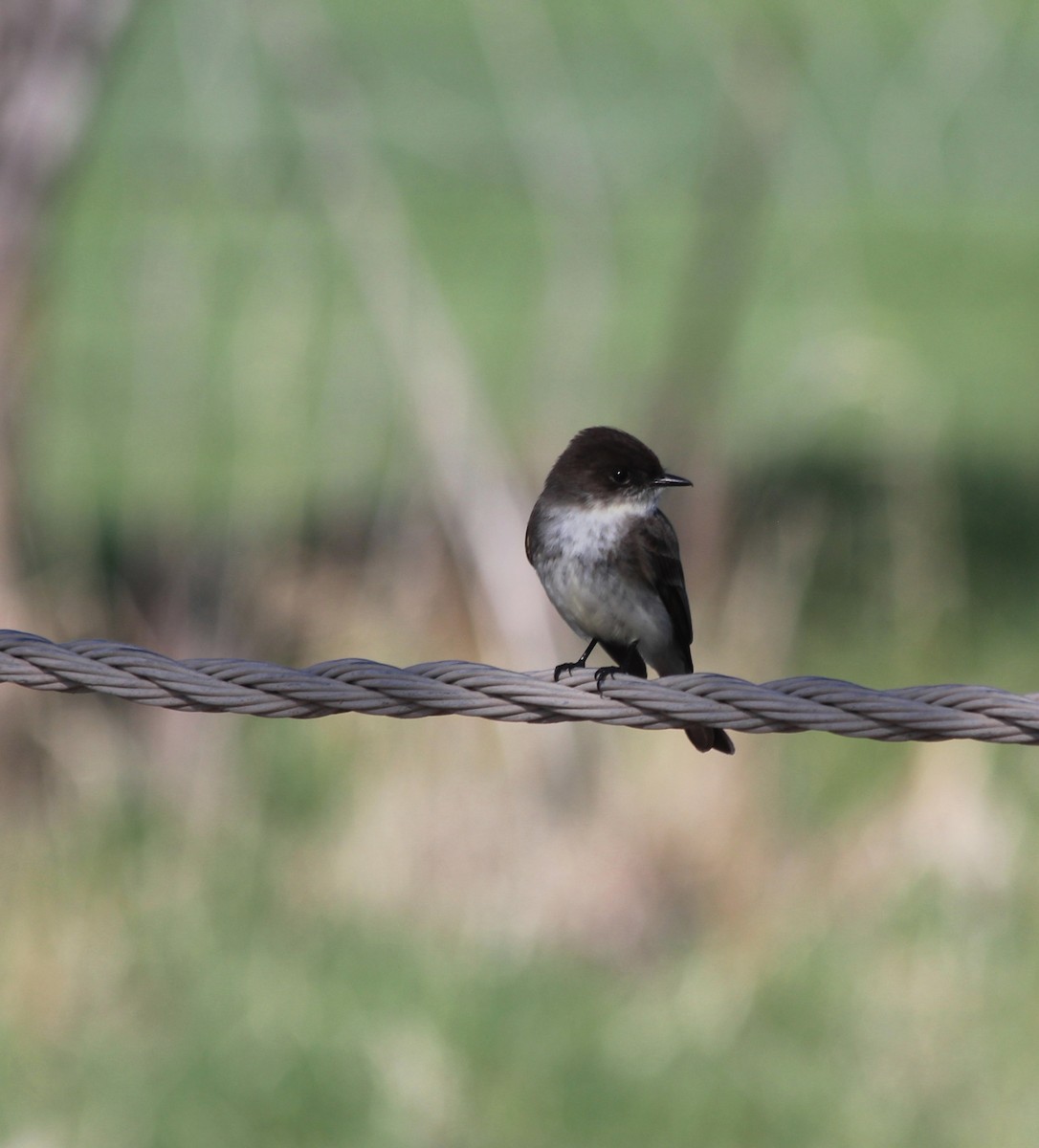 Eastern Phoebe - ML573180581