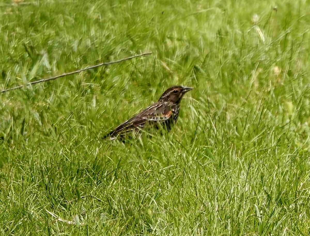 Red-winged Blackbird - ML573180861