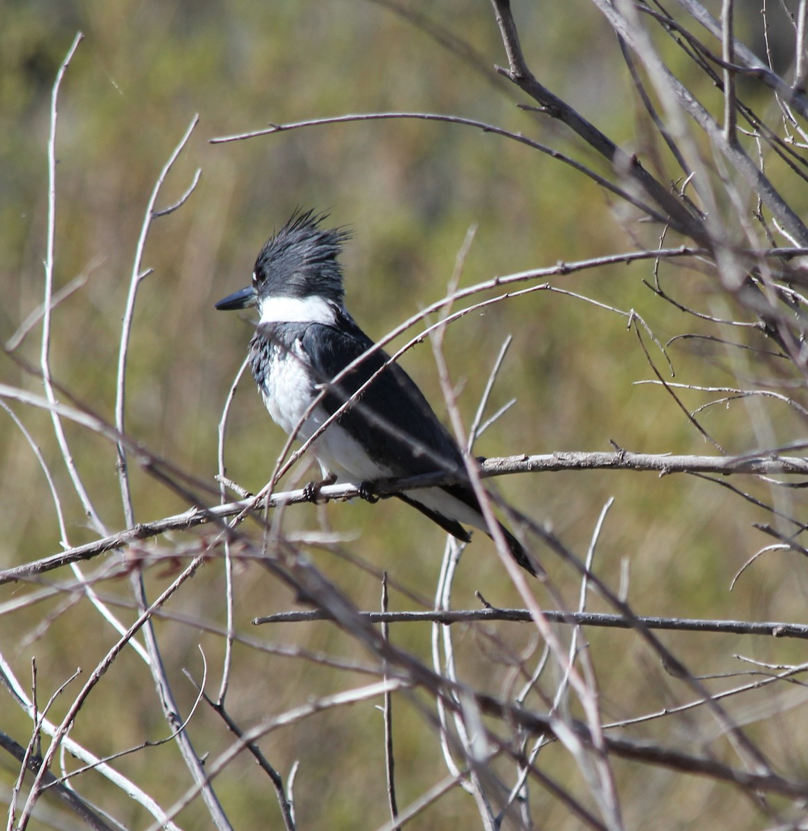 Belted Kingfisher - ML573181991