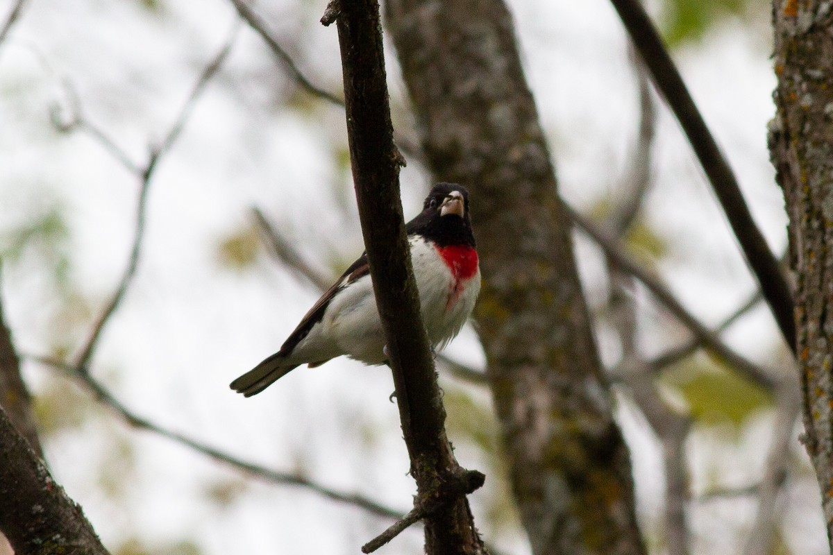 Rose-breasted Grosbeak - ML573182191