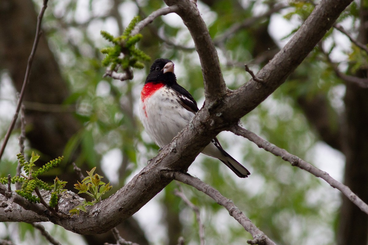 Rose-breasted Grosbeak - ML573182201