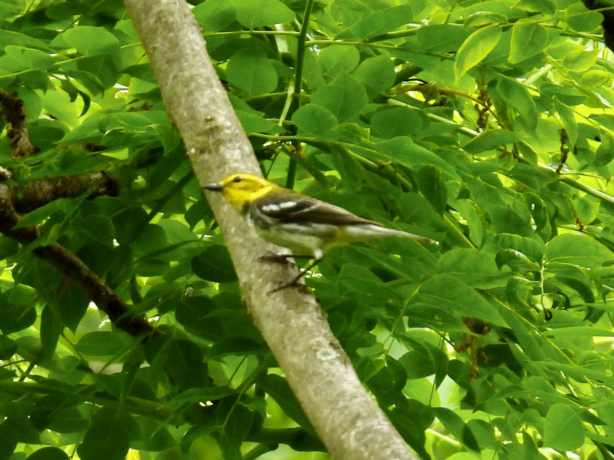 Black-throated Green Warbler - Stan Arnold
