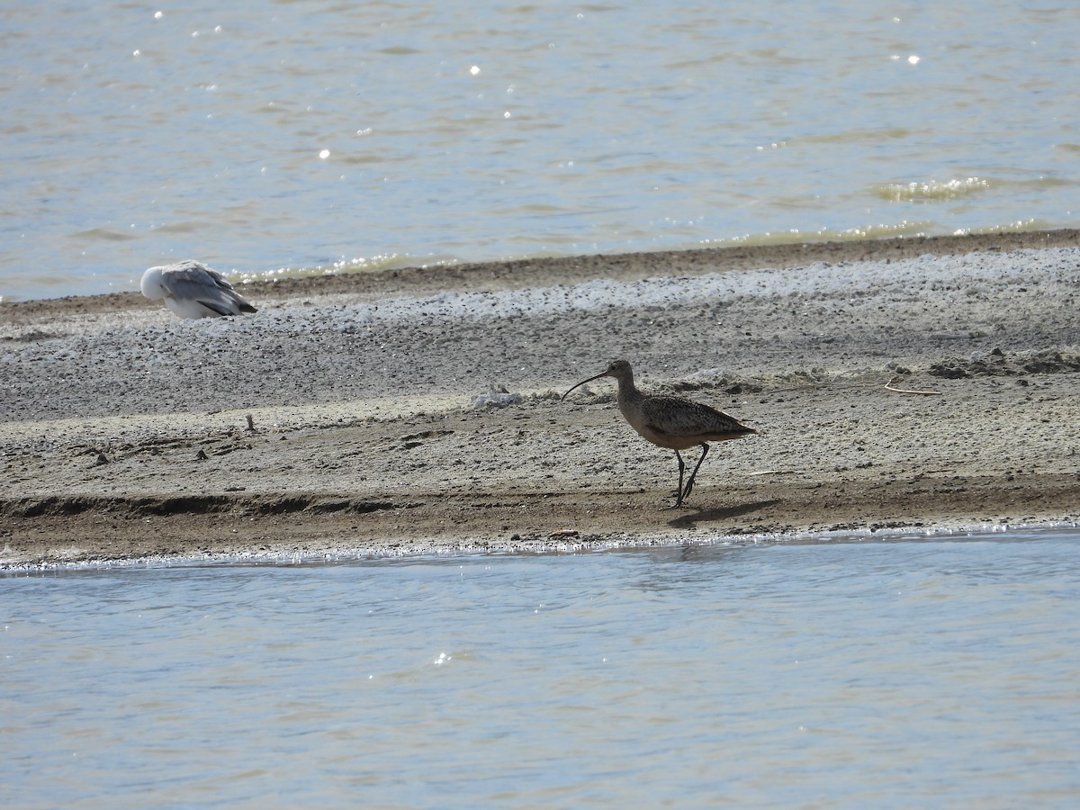 Long-billed Curlew - ML573183901