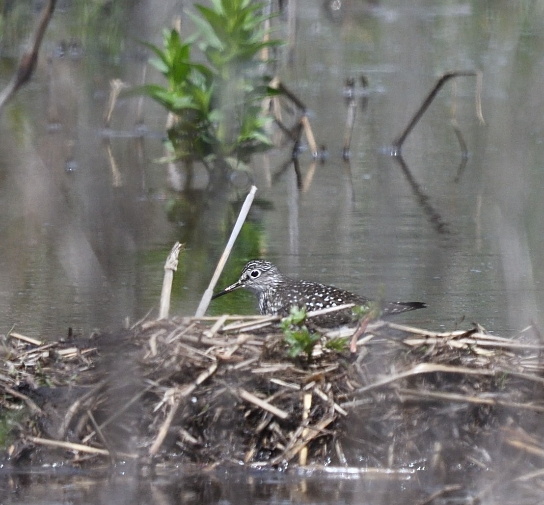 Solitary Sandpiper - ML57318411