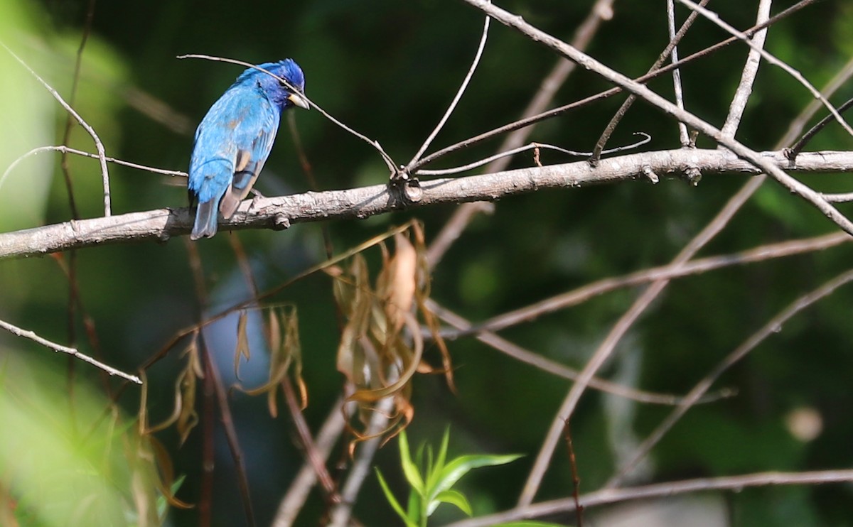 Indigo Bunting - Rob Bielawski