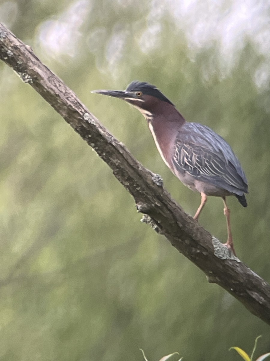 Green Heron - ML573184851