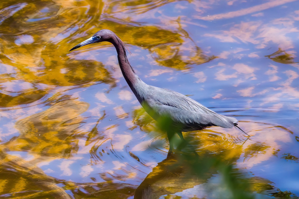 Tricolored Heron - ML573185551