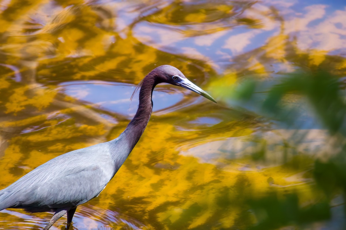 Tricolored Heron - ML573185561