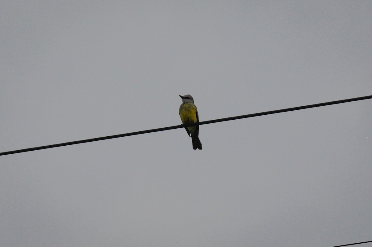 Tropical Kingbird - ML573186461