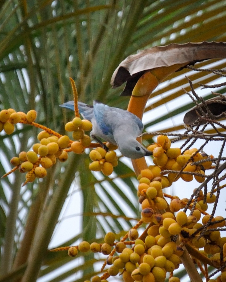 Blue-gray Tanager - ML573186701