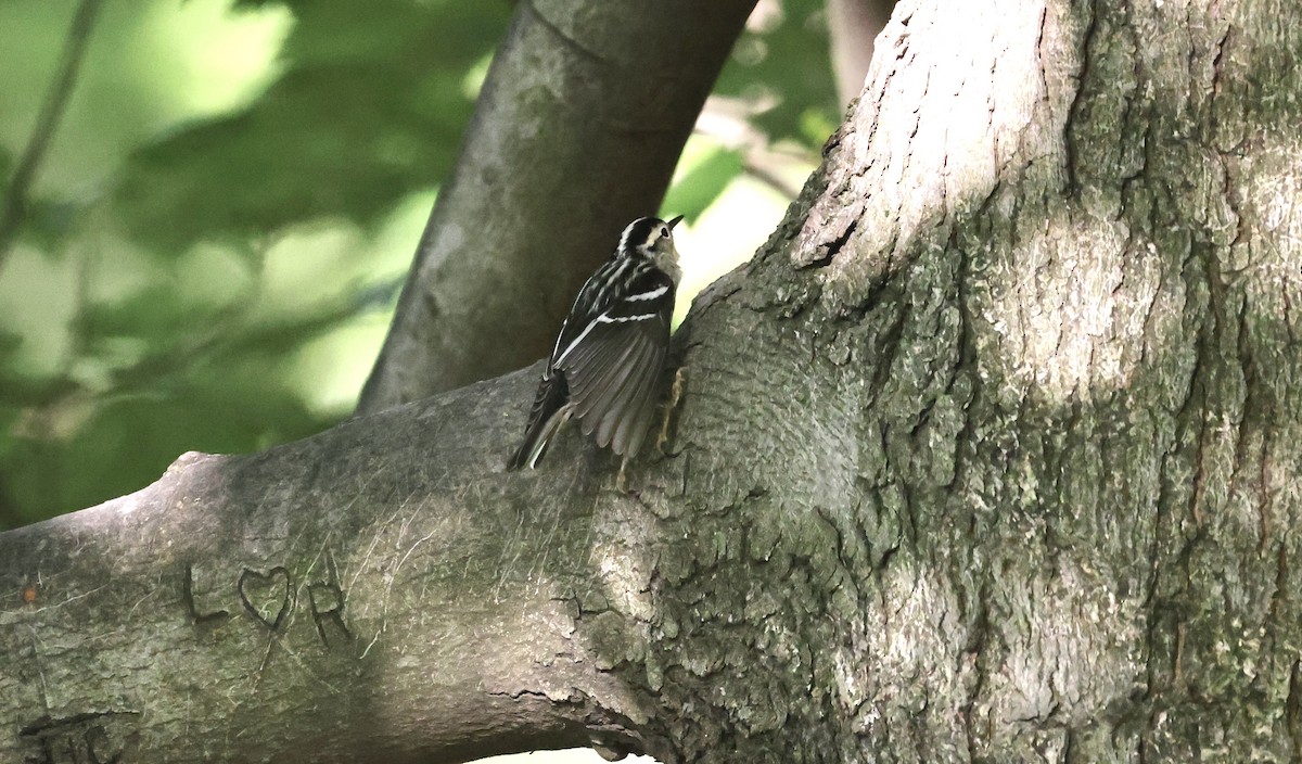 Black-and-white Warbler - Anne Bielamowicz