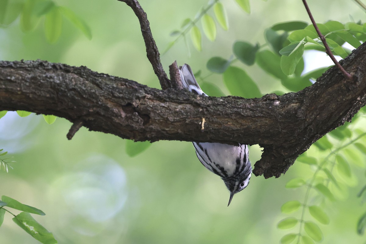 Black-and-white Warbler - ML573187721