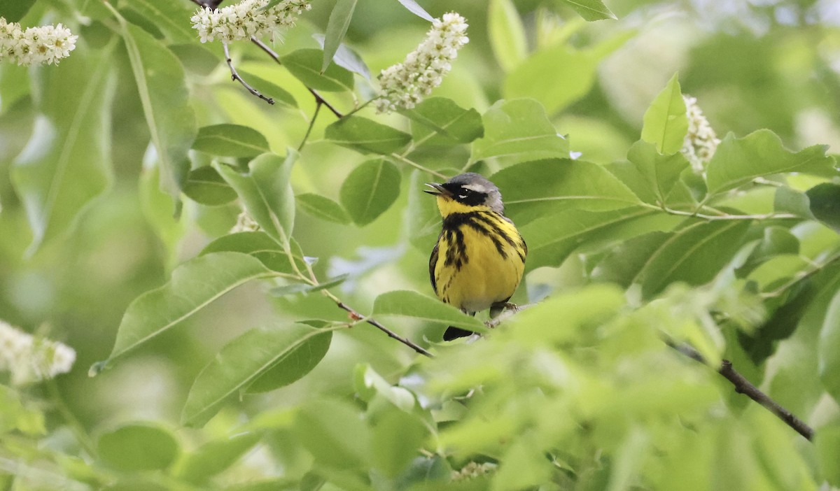 Magnolia Warbler - Anne Bielamowicz