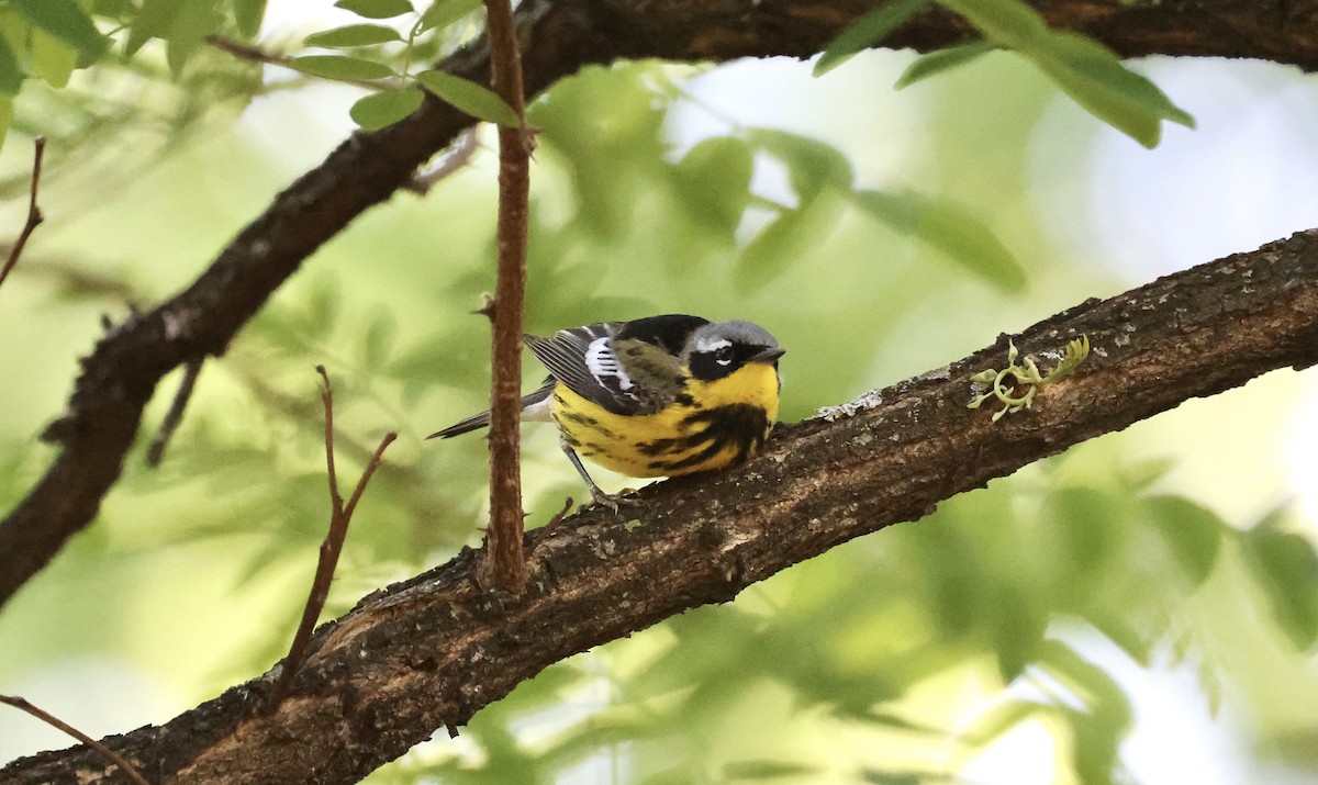 Magnolia Warbler - ML573188321