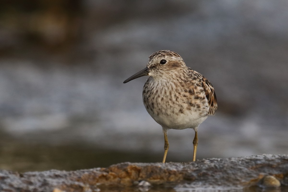 Least Sandpiper - ML573188781