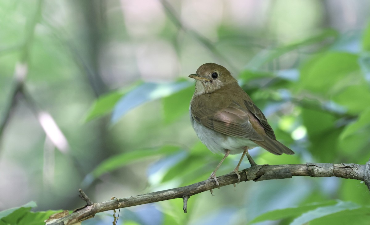 Veery - ML573189341