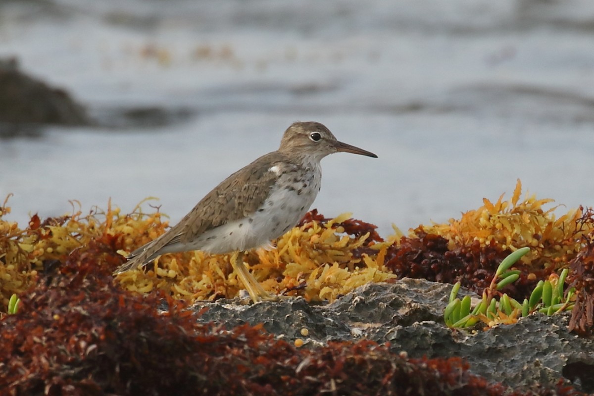 Spotted Sandpiper - ML573189581