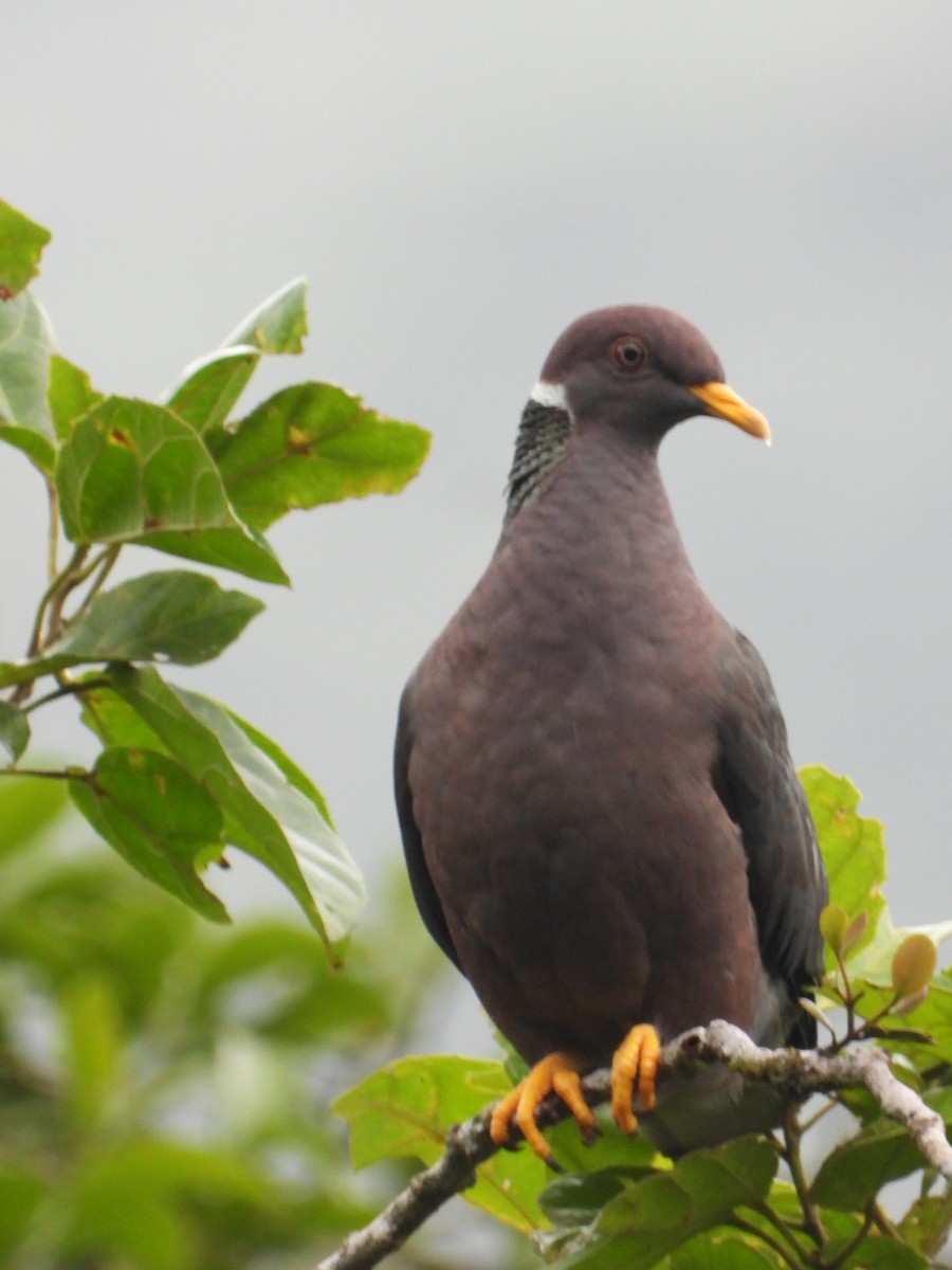 Band-tailed Pigeon - Jessy Lopez Herra