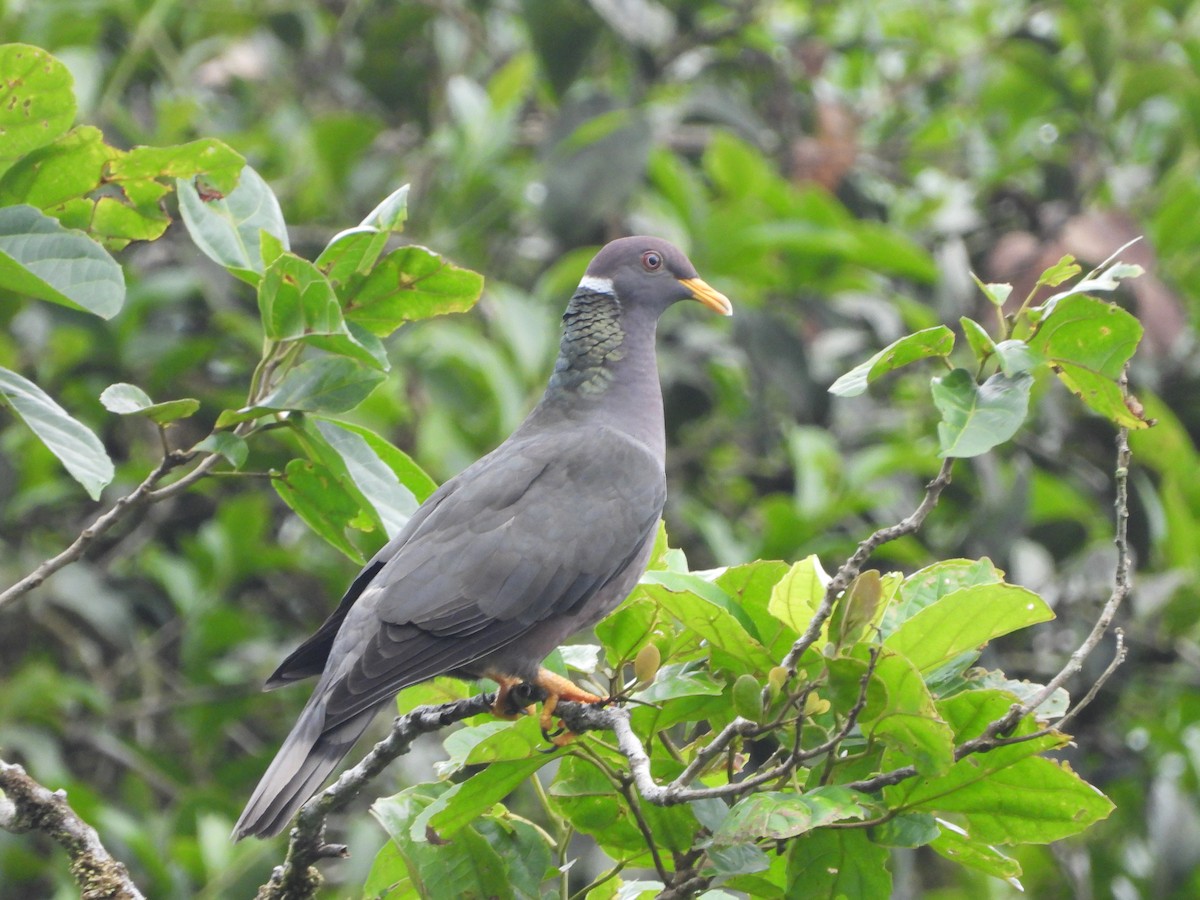 Band-tailed Pigeon - Jessy Lopez Herra