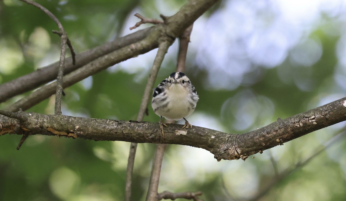 Black-and-white Warbler - Anne Bielamowicz