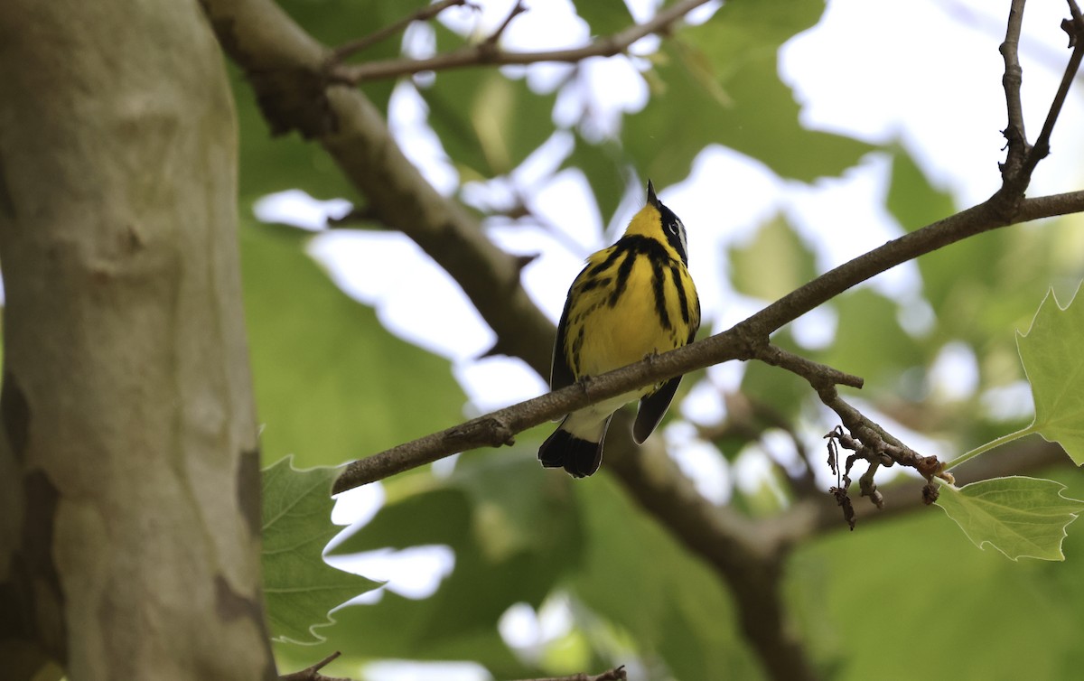 Magnolia Warbler - ML573190211