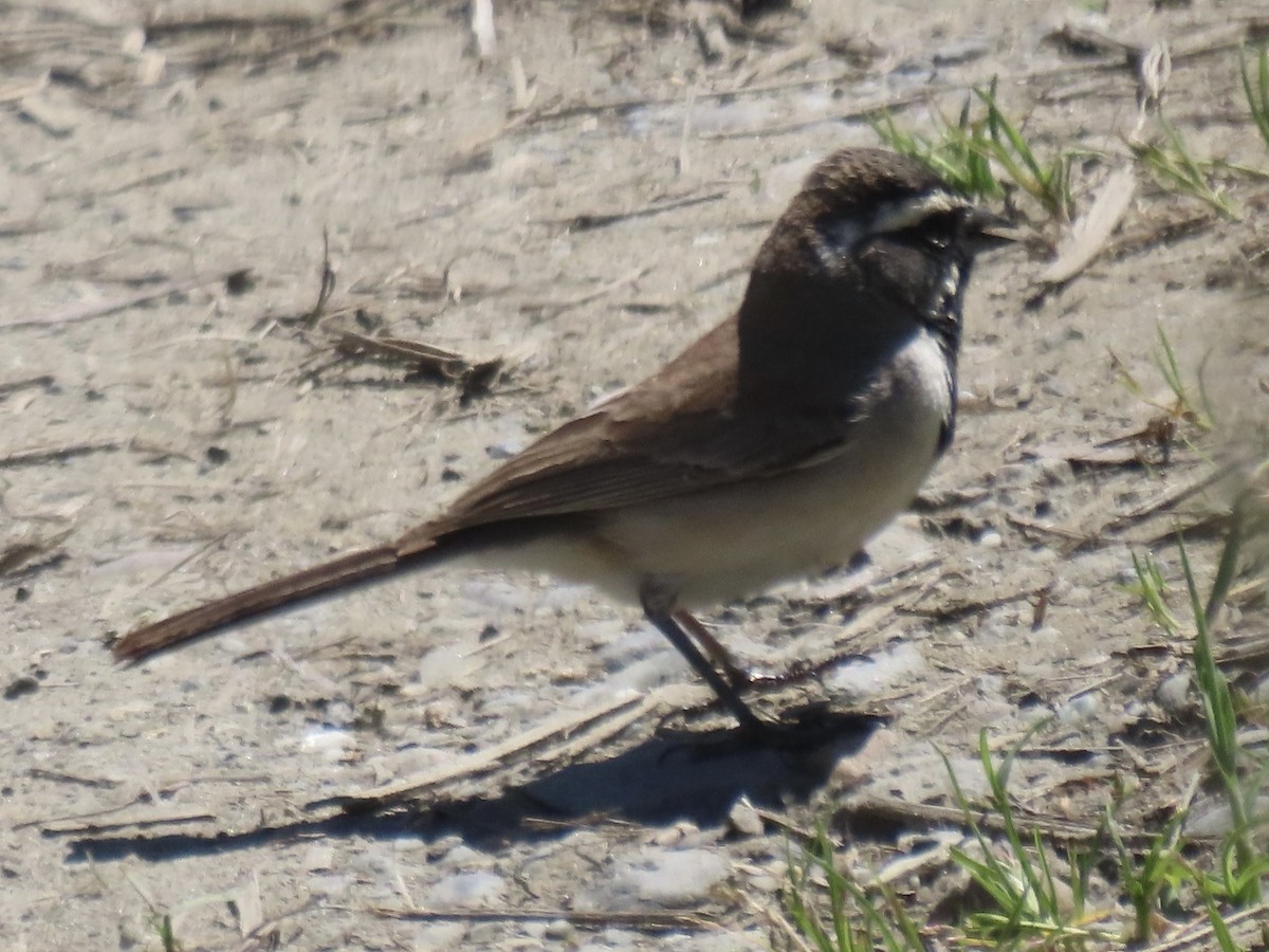Black-throated Sparrow - ML573191311
