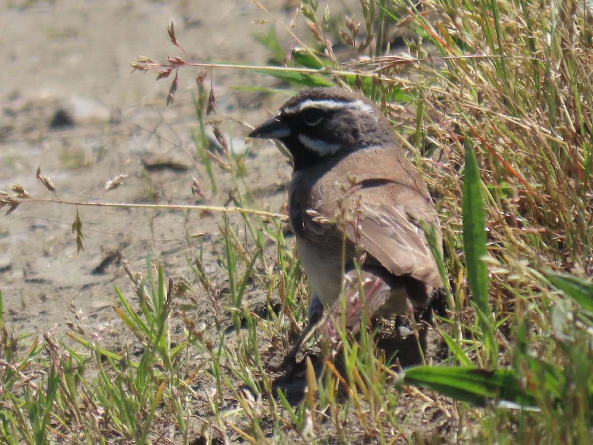 Black-throated Sparrow - ML573191361