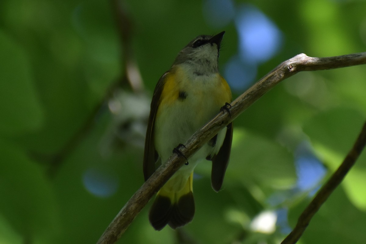 Paruline flamboyante - ML573191381