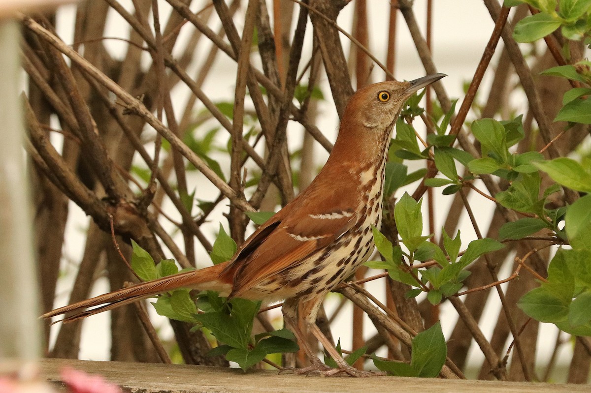 Brown Thrasher - Jennifer Murphy