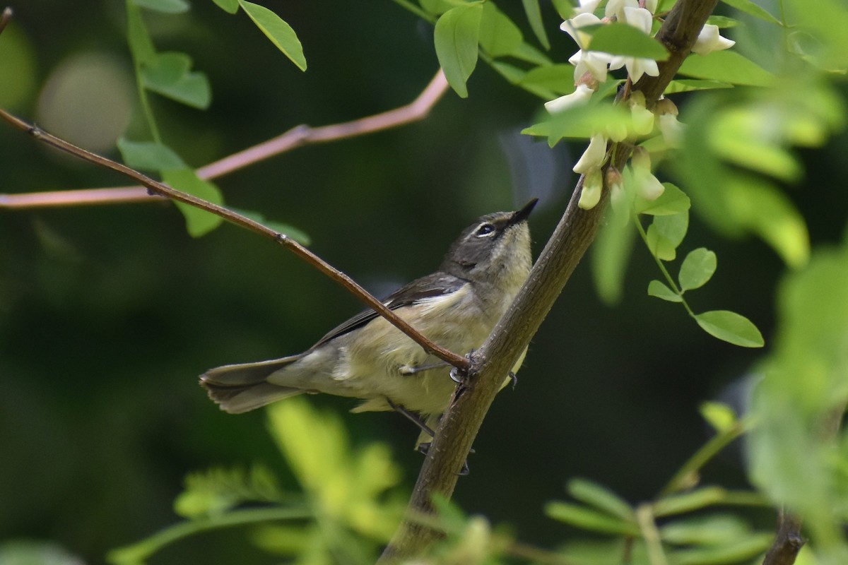 Black-throated Blue Warbler - ML573191561