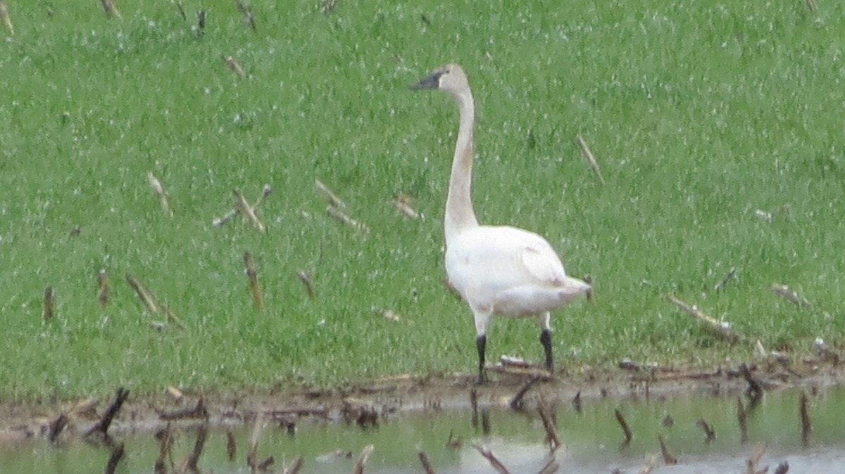 Tundra Swan (Whistling) - ML57319161