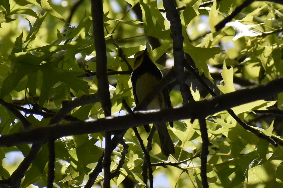 Grünmantel-Waldsänger - ML573191611