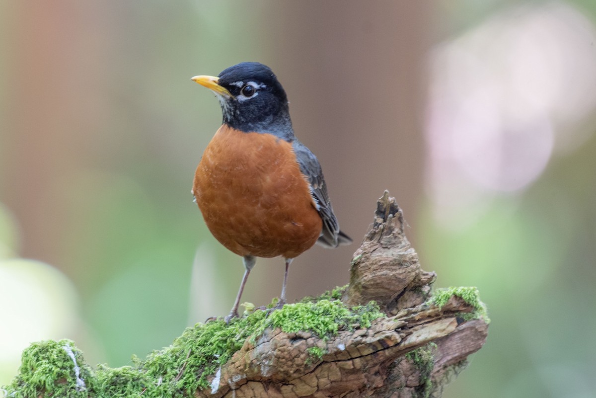 American Robin - ML573192311