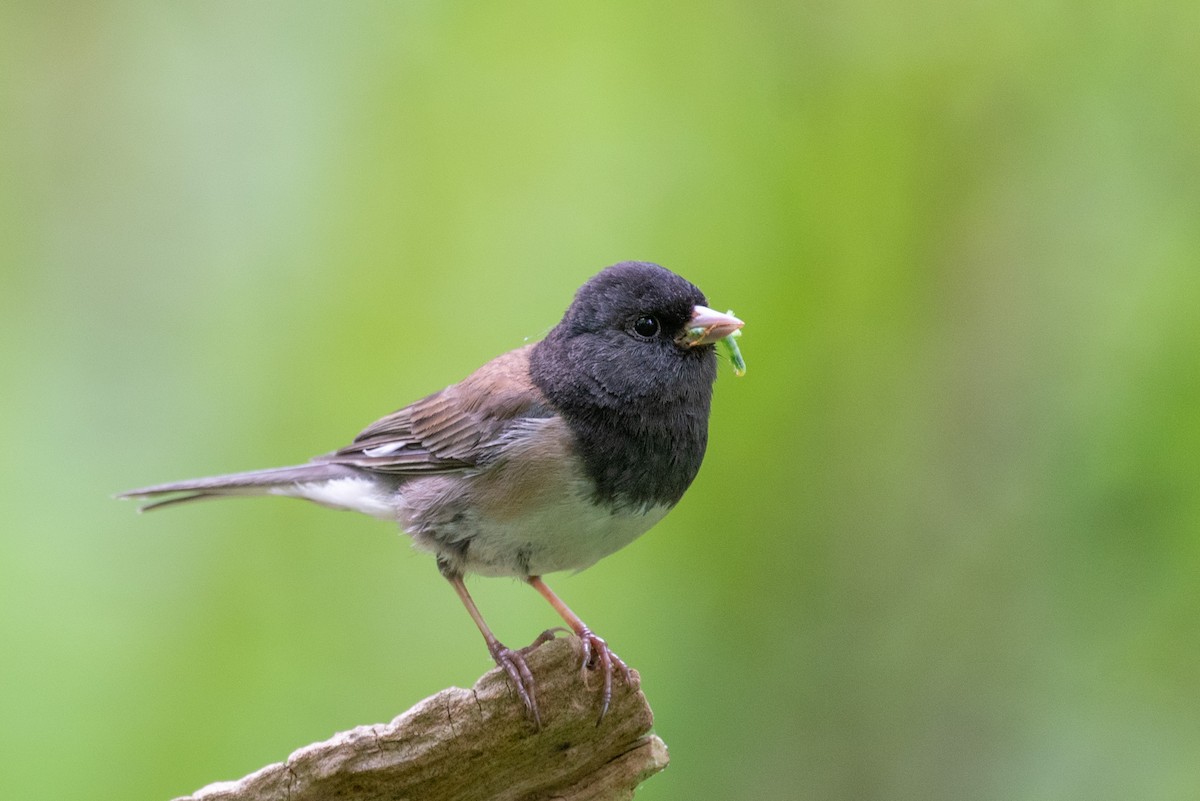 Dark-eyed Junco - ML573192411