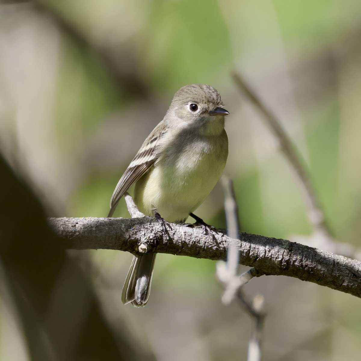 Yellow-bellied Flycatcher - Adam Dudley